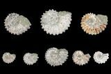 Lot: Lbs Bumpy Ammonite (Douvilleiceras) Fossils - pieces #148843-1